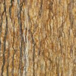 Takab Tree Trunk Travertine - Image 2